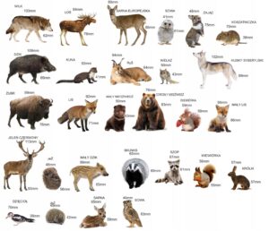 Magnesy na lodówę poznaję ZWIERZĘTA LEŚNE 28 el. Tektura