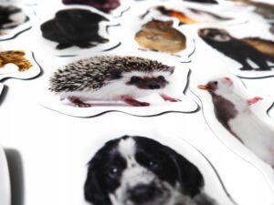 Magnesy na lodówkę poznaję ZWIERZĘTA DOMOWE 30 el. Płaskie