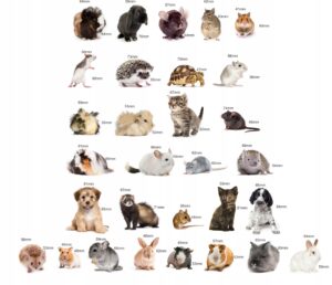 Magnesy na lodówkę poznaję ZWIERZĘTA DOMOWE 30 el. Płaskie