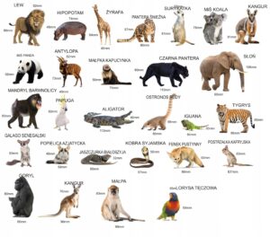 Magnesy na lodówkę poznaję ZWIERZĘTA EGZOTYCZNE 28 el. Płaskie