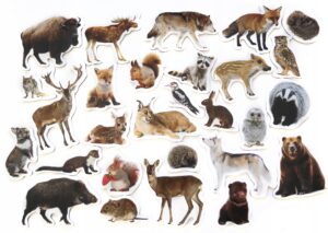 Magnesy na lodówkę poznaję ZWIERZĘTA LEŚNE 28 el. Płaskie