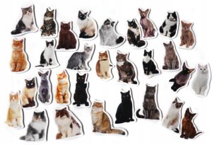 Magnesy na lodówkę poznaję RASY KOTÓW 30 el. Tektura