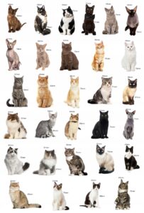 Magnesy na lodówkę poznaję RASY KOTÓW 30 el. Tektura