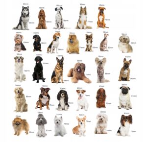 Magnesy na lodówkę poznaję  RASY PSÓW 30 el. Tektura