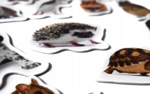 Magnesy na lodówkę poznaję ZWIERZĘTA DOMOWE 30 el. Tektura