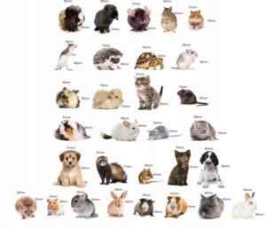 Magnesy na lodówkę poznaję ZWIERZĘTA DOMOWE 30 el. Tektura