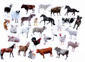 Magnesy na lodówkę poznaję ZWIERZĘTA FARMA 28 el. tektura