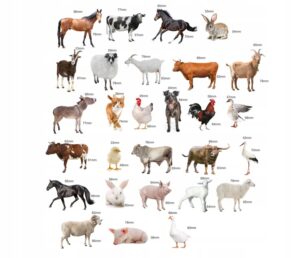 Magnesy na lodówkę poznaję ZWIERZĘTA FARMA 28 el. tektura