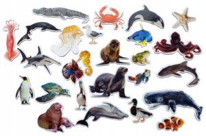 Magnesy na lodówkę poznaję ZWIERZĘTA WODNE 26 el. Tektura