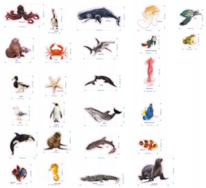 Magnesy na lodówkę poznaję ZWIERZĘTA WODNE 26 el. Tektura