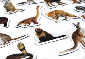 Magnesy na lodówkę poznaję ZWIERZĘTA EGZOTYCZNE 28 el. Płaskie