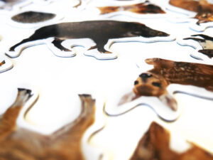 Magnesy na lodówę poznaję ZWIERZĘTA LEŚNE 28 el. Tektura