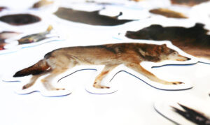 Magnesy na lodówkę poznaję ZWIERZĘTA LEŚNE 28 el. Płaskie